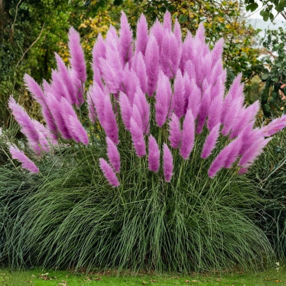 200 Purple Pampas Grass Seeds, Ornamental Grass Seeds for Planting, Perennial Pampas Grasses for Landscaping and Decoration