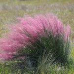 2 Pink Muhly Grass Plants Live for Spring Planting, Size 5-9" in Tall, Oranamental Grass for Outdoor Indoor