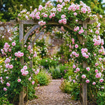 Roses Live Plant, Climbing Rose Plant Live from 5'' Tall, Bush Shrub Plants, Fragrant Flower Garden (Pink New Dawn)