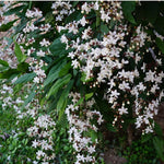 Light Wallichii Smithianum Clerodendrum Plants Live, Chains of Glory Starter Size 5-9" in Tall, White Blooms Planting Ornaments Perennial Gardening, Spring Bloom