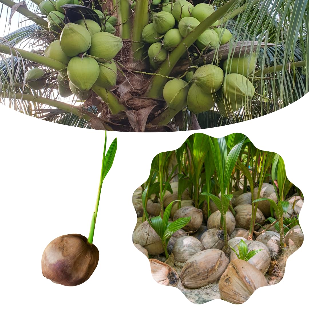 Live Green Coconut Tree Plant, Sprouted Coconut, Tropical Fruit Tree, 6-8 Inch Tall for Outdoor Growing