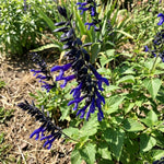 3 Blue Salvia Sage Plants 4–7" Tall, Perennial Live Flowering Garden Plants for Outdoor Growing, Vibrant Salvia Plant Starter