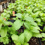 3 Mojito Mint Plants, Live Mint Plants, 3-5'' Tall, Herb for Outdoor and Indoor Planting