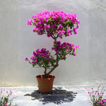 2 Bougainvillea Live Plants, Tropical Bougainvillea Flowering Vine, Fast Growing Outdoor and Container Plant, 4-8'' Tall (Bright Purple)