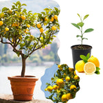 Live Meyer Lemon Tree Plant, Fragrant Citrus Tree, 2-4 Inches Tall in 4 Inch Pot for Growing