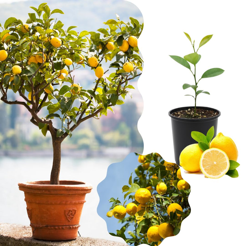Live Meyer Lemon Tree Plant, Fragrant Citrus Tree, 2-4 Inches Tall in 4 Inch Pot for Growing