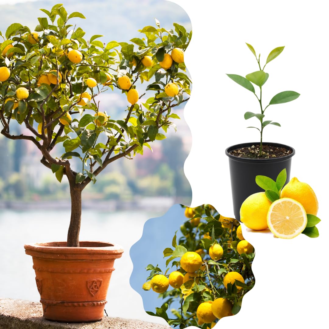 Live Meyer Lemon Tree Plant, Fragrant Citrus Tree, 2-4 Inches Tall in 4 Inch Pot for Growing