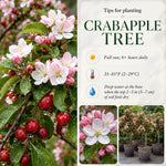 Crabapple Tree Live Plant 6-12 Inches, Crabapple Flowering Fruit Tree in Quart Pot for Patio, Yard and Garden, Hardy Outdoor Tree
