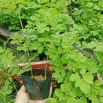 Moringa Tree Live Plant in 4" Pot, Moringa Oleifera Plant 6-10'' Tall, 4'' Potted Plant Ready to Grow Outdoor, No CA