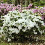 White Azalea Live Plant, Rhododendron Flowering Shrub for Outdoor Planting, 10 Inches Tall, Hardy Azalea Bush for Landscape and Garden