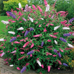 Pack 2 Butterfly Bushes Live Plant, Fragrant Buddleia Bush Shrub, 4 to 9 Inch Tall (Mixed Blooms)