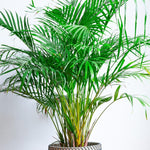 Palm Tree Live Plant Indoor Outdoor, Rare Succulent Palm Houseplant for Indoor or Outdoor Growing, 1 Gallon Pot, Green Leaves Yellow Flowers