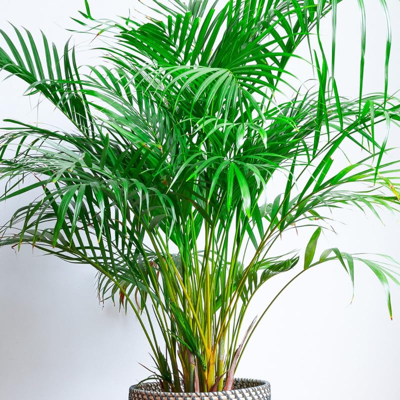 Palm Tree Live Plant Indoor Outdoor, Rare Succulent Palm Houseplant for Indoor or Outdoor Growing, 1 Gallon Pot, Green Leaves Yellow Flowers
