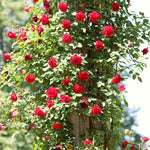 Climbing Rose Live Plant Well Rooted, No Leaf, Ready to Plant Indoor Outdoor, Climber Rose Bush, Hybrid Tea Rose Like, Very Fragrant, Long Bloomer (Don Juan)