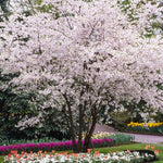 Set 2 White Dogwood Trees Live Plants in Quart Pot, 12 to 24 Inc Tall, Dogwood Trees for Planting Outdoors, White Flowering Dogwood Trees Shrubs Bushes Plants for Outside Planting