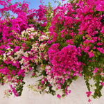 Set 2 Mixed Bougainvillea Plants Live, Flowering Bougainvillea Vine 4-8 Inches Tall, Climbing Plant for Outdoor Garden and Trellis