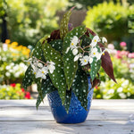 Begonia Plant Live, Colorful Begonia Plants 4-8 Inches, Decorative Houseplant for Indoor Outdoor Gardens and Containers (White Polka Dot Foliage)