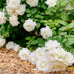 Rose Bush Live Plant, Heirloom Rose Plant Live for Planting, 5-10 Inch Tall, Fragrant Flowers Well Rooted Starter Plant, No Pot (White Rose)