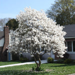 Magnolia Tree Live Plant 6-12 Inch Height, Fragrant Magnolia Plant Live to Grow, Magnolia Bush Flowers (Star Magnolia)