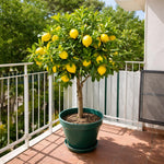 Meyer Lemon Bush Live Plant, Air Layered Lemon Tree, Fragrant Yellow Citrus Tree in 1 Gallon Pot, Suitable for Patio, Container, Indoor or Outdoor Growing