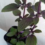 2 Basil Plants Live, Blue Basil Plant, Fragrant Plant for Outdoor Garden, 5Inc Tall