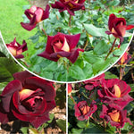 Rose Live Plant, Roses Flower Plant, Fragrant Flower for Planting, 4-6 Inches Tall, Bush Shrub Plants, Well Rooted, Ready to Grow (Orange Rose)
