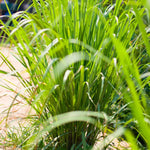 Set 8 Big Lemon Grass Live Plants, Fully Rooted Bare Root Lemongrass Plants Live for Planting, Fresh Rooted Lemongrass Stalks