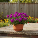 Set 2 Verbena Live Plants, Perennial Verbena Flowers, Long-Lasting, Hardy Flowering Plant for Planting (Purple)