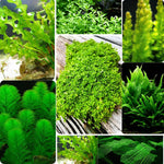 100 Aquarium Plant Seeds for Fish Tank, Aquatic Grass Seeds for Freshwater Aquarium, Live Water Plant Ground Cover for Fish Tank Decoration