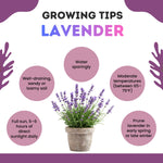 Pack 2 Lavender Live Plants 4-8 Inches, Hardy Fragrant Perennial Outdoor Herb Plant (Spanish Lavender)