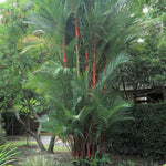 Live Palm Tree Plant in 3 Gallon Pot, No CA, Large Fully Rooted Size, Ready to Plant for Home Décor Indoor Outdoor Landscape, Rare Palm Trees, Red Lipstick Palm