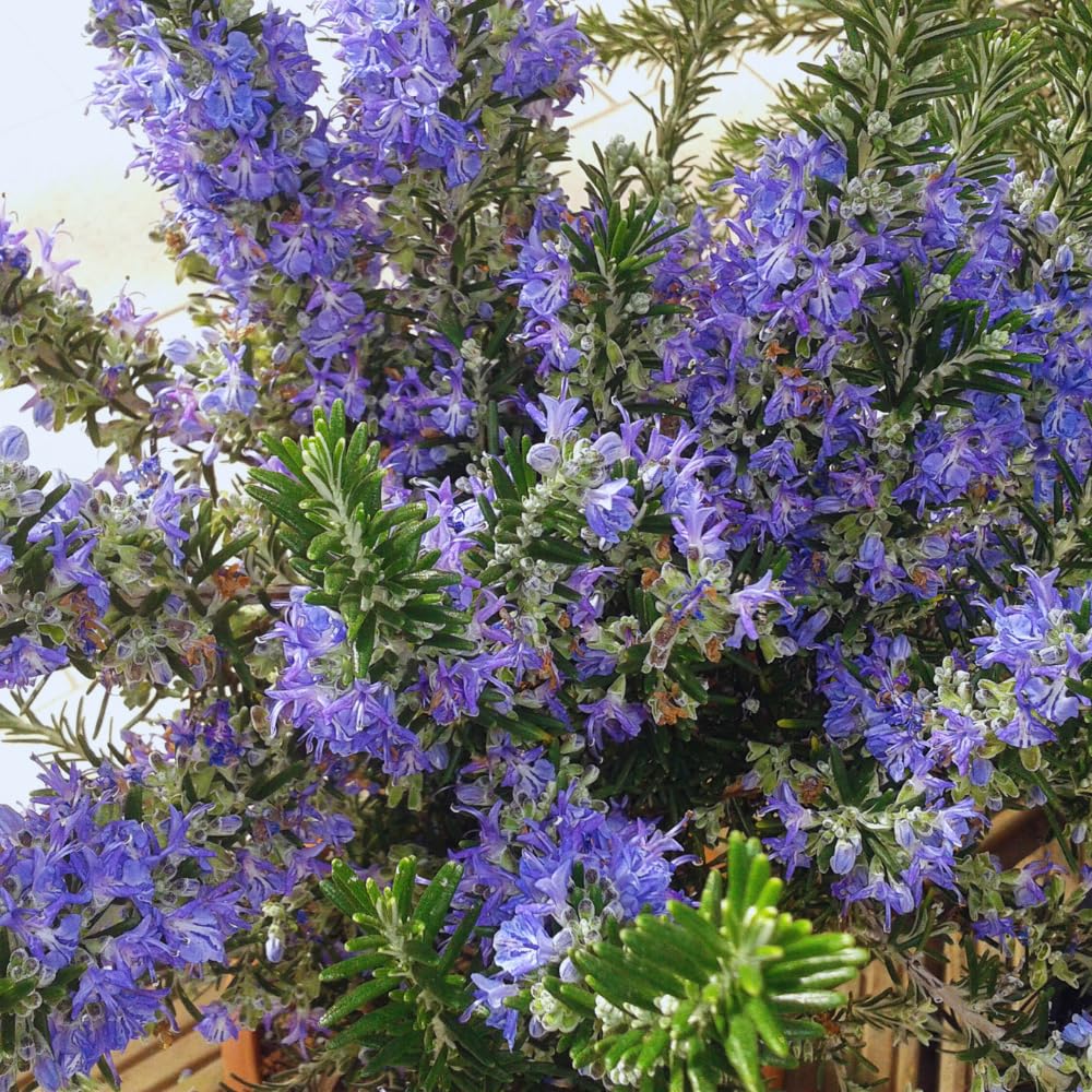 6 Blue Rosemary Plants Live, Rosemary Live Plants from 4 Inc Tall, Zone 7 to 10