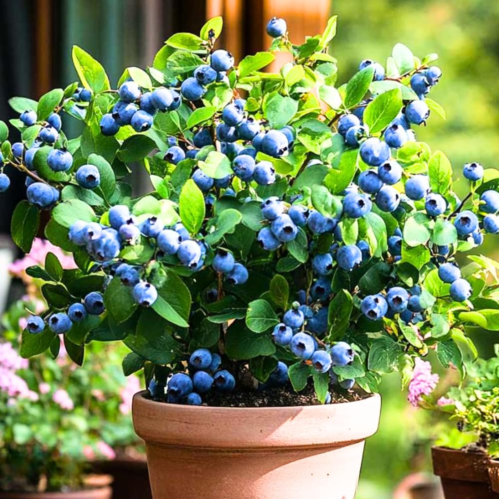 2 Jewel Blueberry Bush Live Plant, Blueberry Plants Live for Planting 5 to 8 Inch Tall, Sweet Blueberries Fruit Seedlings