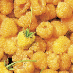 Cold Hardy Raspberry Plants Live for Planting, 6-8 Months Old Raspberry Bushes Live Plant, 5-9" Ready to Plant, Dormant in Winter, Fall Gold Variety