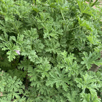 2 Pots Citronella Plants, Live Citronella Plants for Outdoors Indoors Garden, Perennial Fragrant Herb Leaves Plant