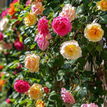 Pack 2 Mix Climbing Rose Live Plants Bushes Fragrant Well Rooted - No Leaf - Cut Back for Summer Planting (Assorted of Yellow, Pink, Red or White)