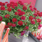 Pack 2 Red Perennial Verbena Plants, Red Verbena Live Plants, Verbena Flower Trailing Plants Live for Planting, Red Verbena Plants in Zones 7 to 11