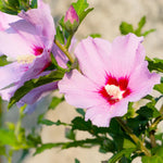 2 Althea Rose of Sharon Hibiscus Shrubs Live Seedlings, Bareroots 1 to 2 Feet Tall, Hardy Perennial Flowering Bushes for Garden (Pink)