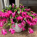 Live Pink Christmas Cactus Live Plant 4–6 Inches Tall, Winter Blooming False Thanksgiving Cactus Well Rooted, Flowering Houseplant for Home and Office