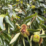 Hardy Chestnut Tree Live Plant 6-12 Inches Tall
