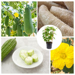 Loofah Plant Live, Luffa Plant Live, 4 Inc Pot, 4-6 Inc Tall, Luffa Live Plant for Indoor Outdoor Planting