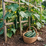 2PPP Cucumber Live Plants, Cucumber Vegetable Plant for Outdoor Planting