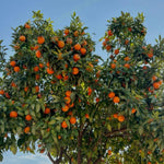 Navel Orange Live Plant in 1 Gallon Pot, Sweet Orange Tree 24-30 Inch Tall, Citrus Fruit Tree for Planting Outdoor Garden