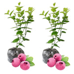Pack 2 Blueberry Bush Live Plant, Blueberry Plants Live for Planting 5 to 9 Inch Height, Sweet Blueberries Tree Live Plant (Pink Lemonade Blueberry)