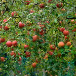 Live Honeycrisp Apple Tree, 2-3ft Tall