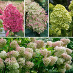 Hydrangea Plant Live Tree Dormant in Winter, Vibrant Color Bloom, 5-11" Well-Rooted Hydrangea Shrub Bush for House Planting Outdoor (Can Trim Grow as Tree)