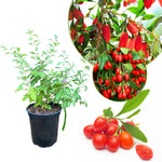 Goji Berry Plant Live Fruit Plant, 8-12” Tall, Fully Rooted in Half Gallon Pot, Hardy Berry Plant for Outdoor Planting