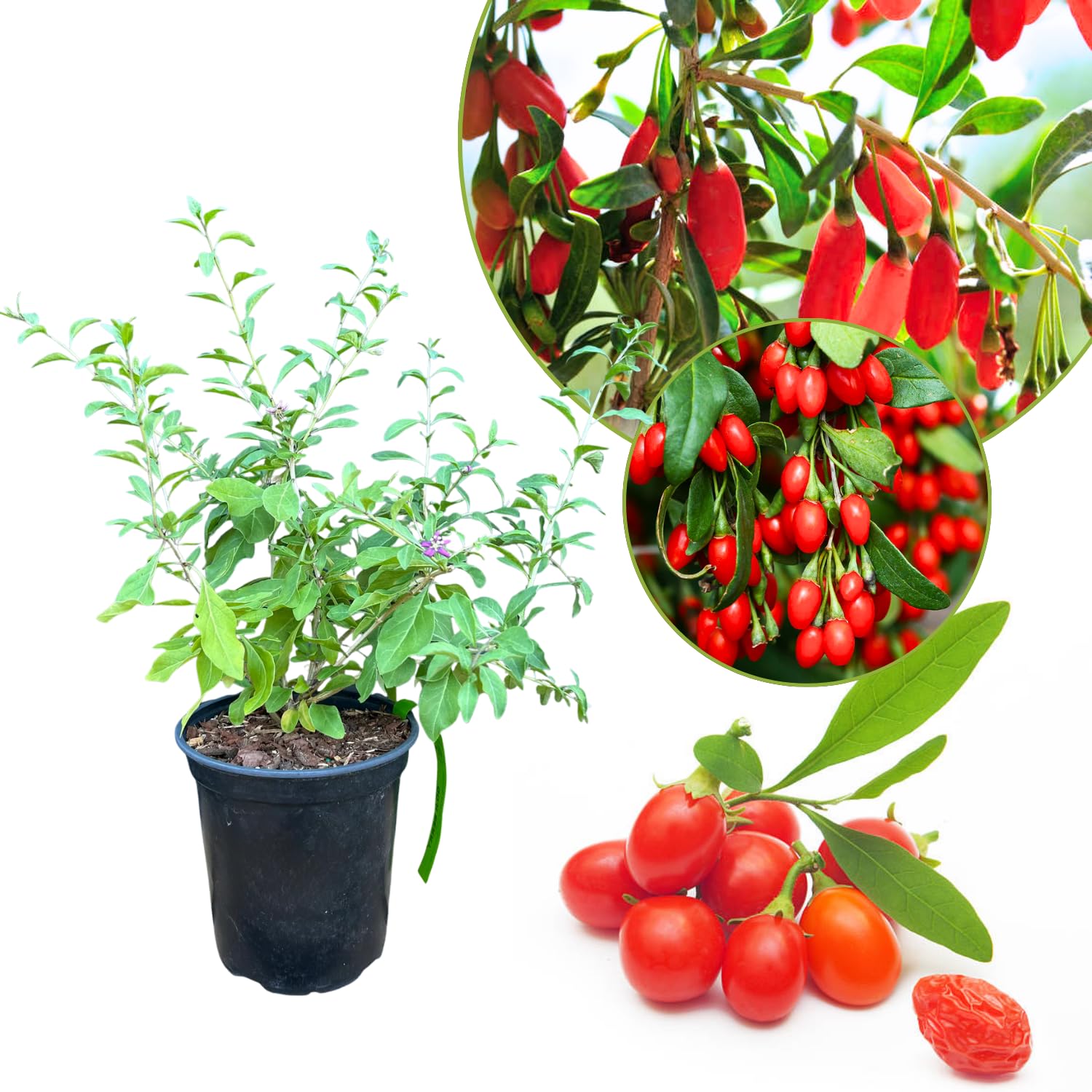 Goji Berry Plant Live, Half Gallon Pot Pot, 8-12 Inch Tall Cold Hardy Fruit Plant, Red Berry Fruit Tree