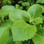 2 Cuban Oregano Plants Live, Mexican Mint Spanish Thyme Rooted, Cuban Oregano Live Plant, Vegetable Plants, 5-7'' Tall