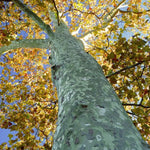 Sycamore Tree Live Plant, Dormant Ornamental Sycamore Plant in Quart Pot, Large Shade Tree 8-10 Inch